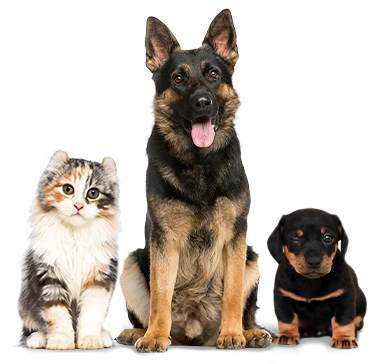 Petsglobal